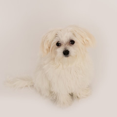 Image showing Maltese puppy