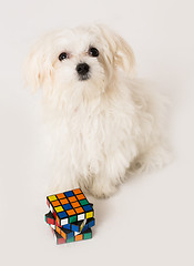 Image showing Maltese puppy,