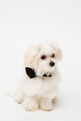 Image showing White Maltese dog 