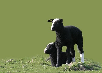 Image showing two black lamb