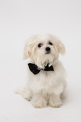 Image showing White Maltese dog 