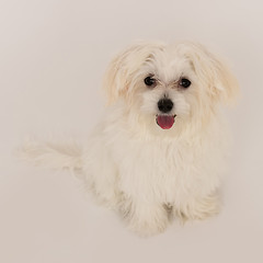 Image showing Maltese puppy