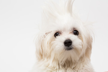 Image showing Maltese puppy