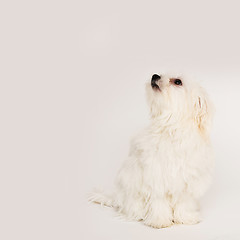 Image showing Maltese puppy