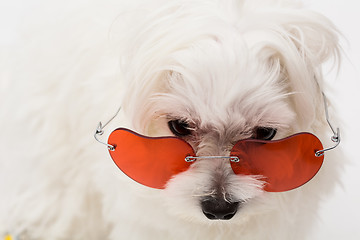 Image showing Maltese puppy