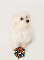 Image showing Maltese puppy,