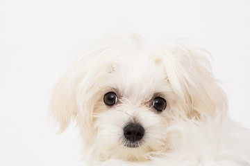 Image showing Maltese puppy