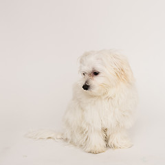 Image showing Maltese puppy