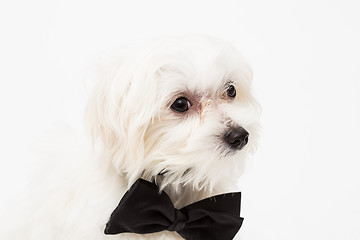 Image showing White Maltese dog 