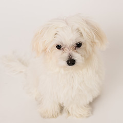 Image showing Maltese puppy