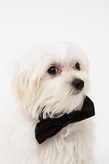 Image showing White Maltese dog 