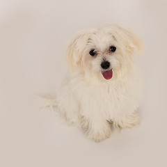 Image showing Maltese puppy