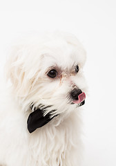 Image showing White Maltese dog 