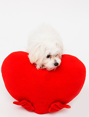 Image showing Bichon puppy dog in studio 