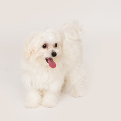 Image showing Maltese puppy