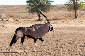 Image showing Gemsbok, Oryx gazella