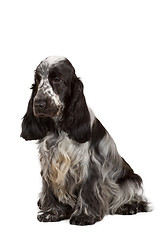 Image showing isolated portrait of english cocker spaniel