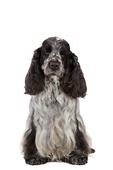 Image showing isolated portrait of english cocker spaniel