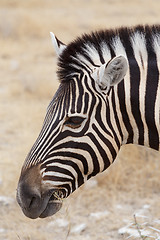 Image showing Zebra portrait. Burchell\'s zebra, Equus quagga burchellii.