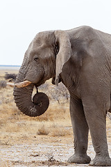 Image showing big african elephants on Etosha national park