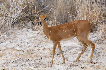 Image showing Steenbok, Etosha National Park, Namibia