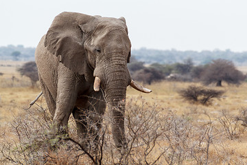 Image showing big african elephants on Etosha national park