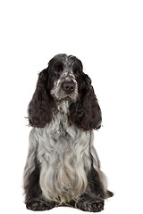 Image showing isolated portrait of english cocker spaniel