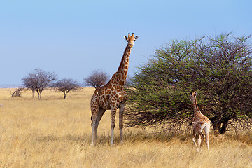Image showing adult female giraffe with calf grazzing on tree