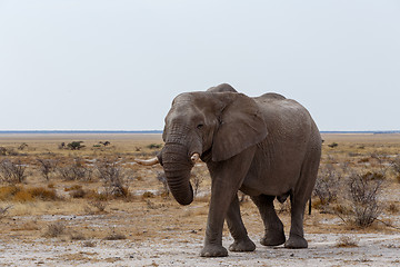 Image showing big african elephants on Etosha national park