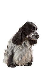 Image showing isolated portrait of english cocker spaniel