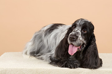 Image showing portrait of english cocker spaniel