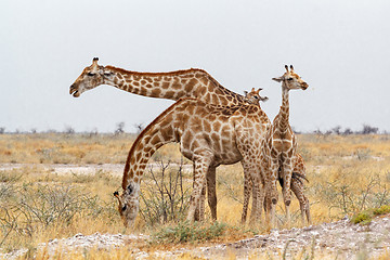 Image showing adult female giraffe with calf grazzing