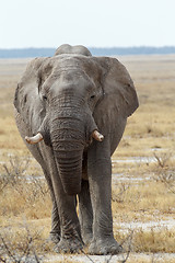 Image showing big african elephants on Etosha national park