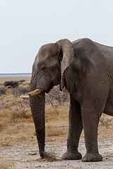 Image showing big african elephants on Etosha national park