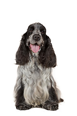 Image showing isolated portrait of english cocker spaniel