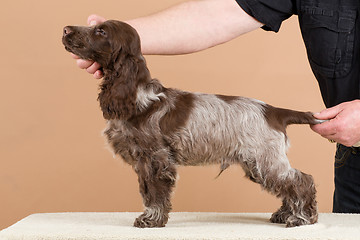 Image showing exhibition training of english cocker spaniel