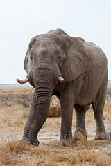 Image showing big african elephants on Etosha national park