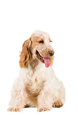 Image showing isolated portrait of english cocker spaniel