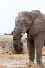 Image showing big african elephants on Etosha national park