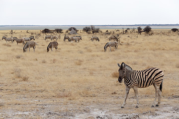 Image showing Zebra in african bush