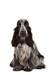 Image showing isolated portrait of english cocker spaniel