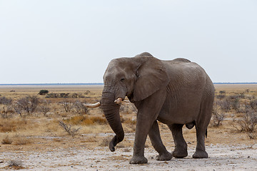 Image showing big african elephants on Etosha national park