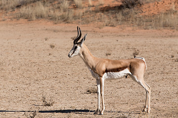 Image showing Springbok Antidorcas marsupialis in Kgalagadi