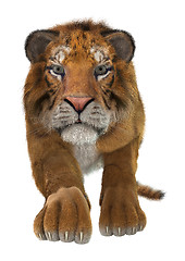 Image showing Tiger