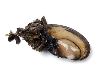 Image showing Anodonta (river mussels) covered with small mussels