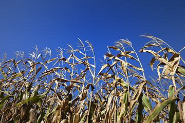 Image showing Cornfield and blue clear sky at nice sun day