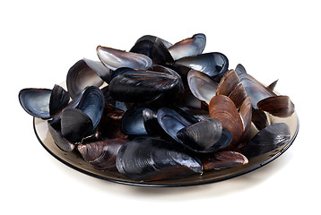 Image showing Shells of mussels on glass plate