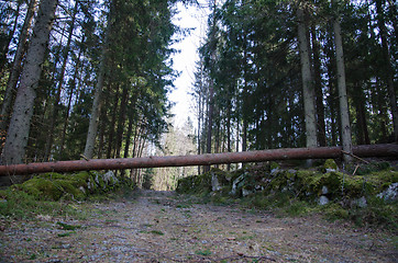 Image showing Fallen tree across the road