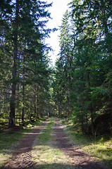 Image showing Tracks in a coniferous forest
