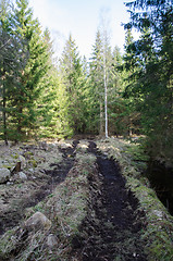 Image showing Deep tracks in forest